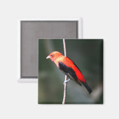 Scarlet Tanager Square Magnet (Vorderseite/Rückseite)