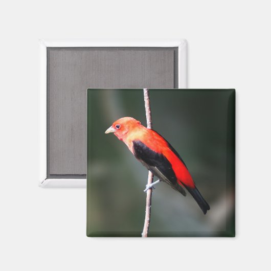 Scarlet Tanager Square Magnet (Vorderseite/Rückseite)