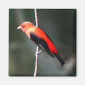 Scarlet Tanager Square Magnet (Vorne)