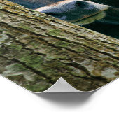 Scarlet - Texas Longhorn Kuh Poster (Ecke)