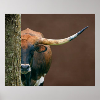 Scarlet - Texas Longhorn Kuh Poster