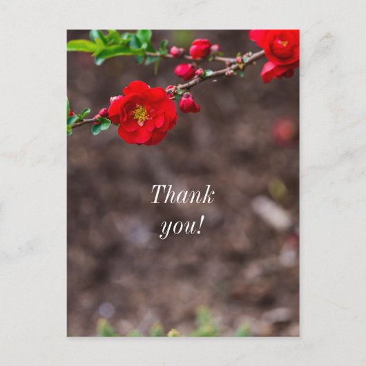 Scarlet Top Vielen Dank Postkarte (Vorderseite)
