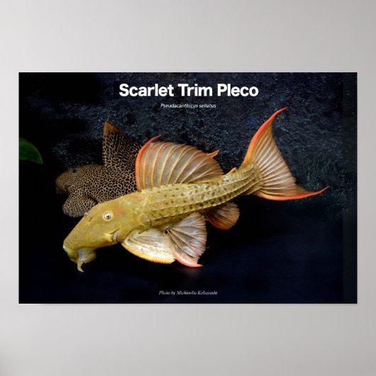 Scarlet Trimm Pleco の ス タ ポ Poster (Vorne)