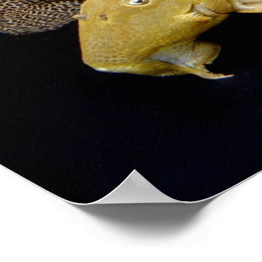 Scarlet Trimm Pleco の ス タ ポ Poster (Ecke)