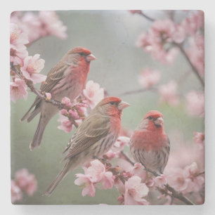 "Scarlet Trio: Rote Finken unter rosa Blüten" Steinuntersetzer