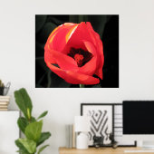 Scarlet Tulip Poster (Heimbüro)