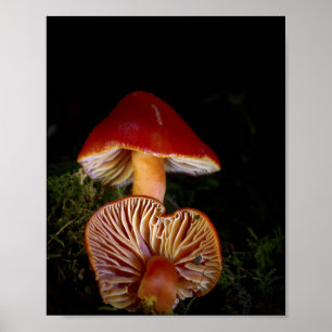 Scarlet Waxcap Kunstdrucke Poster