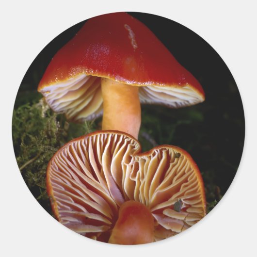 Scarlet Waxcap Pilz Runder Aufkleber (Vorderseite)