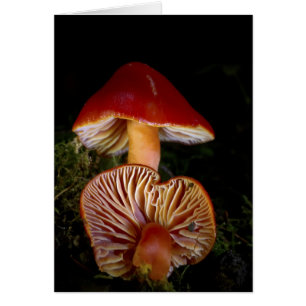 Scarlet Waxcap Pilze