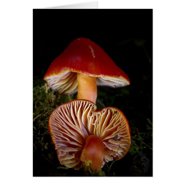 Scarlet Waxcap Pilze (Vorne)