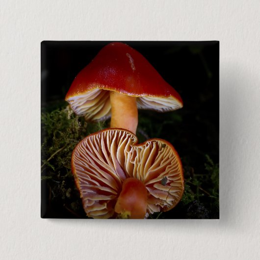 Scarlet Waxcap Pilze Button (Vorderseite)