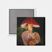 Scarlet Waxcap Pilze Magnet (Vorderseite/Rückseite)