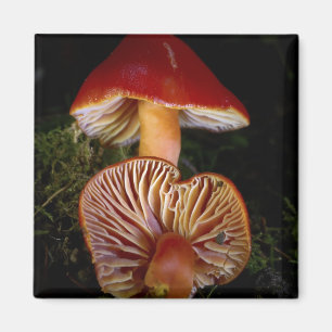 Scarlet Waxcap Pilze Magnet
