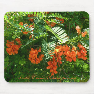 Scarlet Wisteria (Sesbania punicea) OBX NC Serie Mousepad