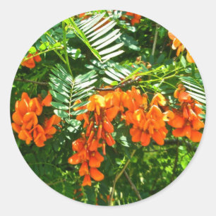 Scarlet Wisteria (Sesbania punicea) OBX Sticker