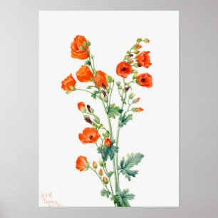 Scarlet Wüste Globemallow Apricot Mallow Poster