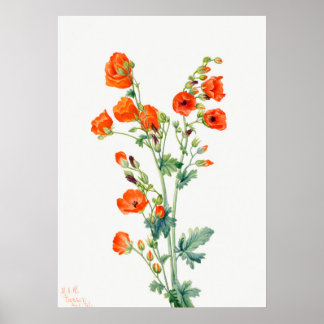 Scarlet Wüste Globemallow Apricot Mallow Poster