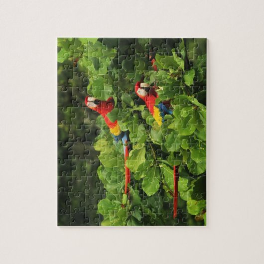 Scarlett Macaws in Almond tree Jigsaw Puzzle (Vertikal)