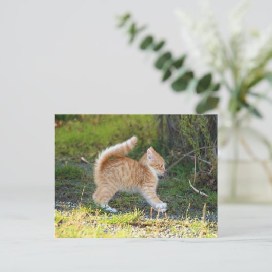 Scarycat Postkarte (Stehend Vorderseite)