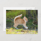Scarycat Postkarte (Vorne/Hinten)