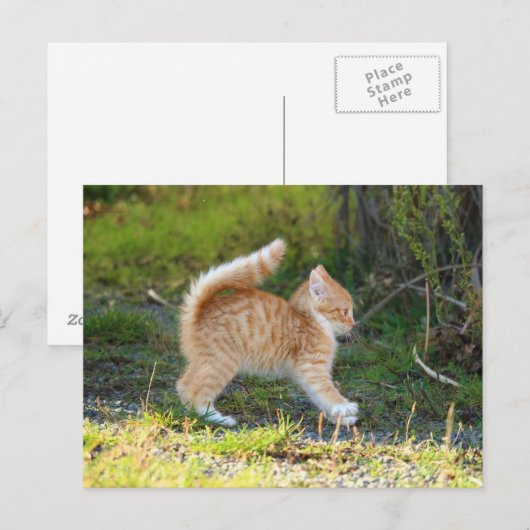 Scarycat Postkarte (Vorne/Hinten)