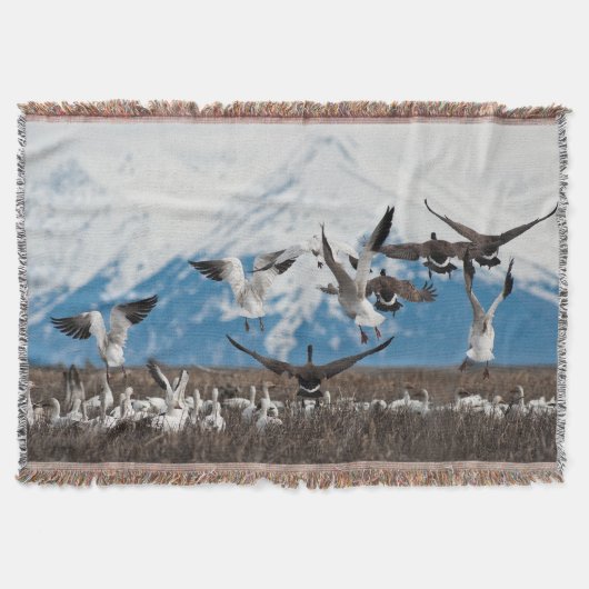Scattering Geese Decke (Vorderseite)