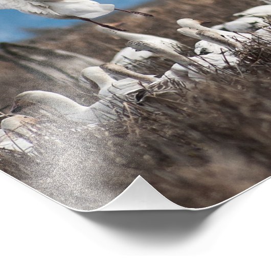 Scattering Geese Fotodruck (Ecke)