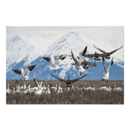 Scattering Geese Fotodruck