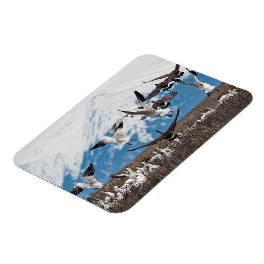 Scattering Geese Magnet (Linke Seite)