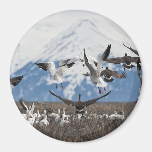 Scattering Geese Magnet