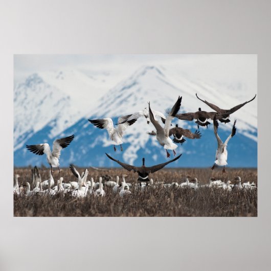 Scattering Geese Poster (Vorne)