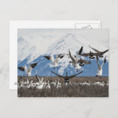 Scattering Geese Postkarte (Vorne/Hinten)