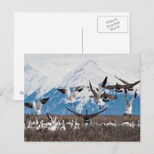 Scattering Geese Postkarte (Vorne/Hinten)