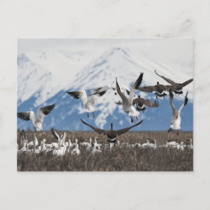 Scattering Geese Postkarte