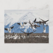 Scattering Geese Postkarte (Vorderseite)