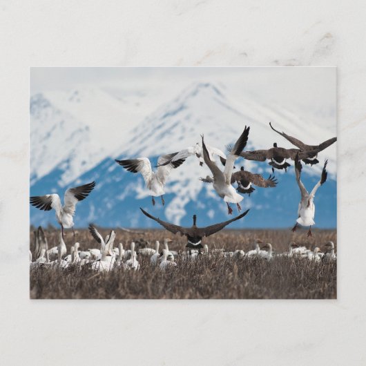 Scattering Geese Postkarte (Vorderseite)