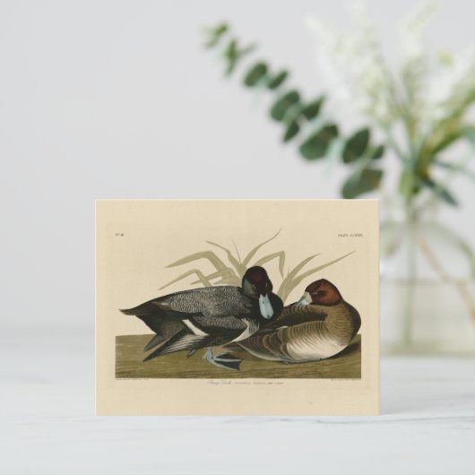 Scaup Enck (Lesser Scaup) Audubon Birds of America Postkarte (Stehend Vorderseite)