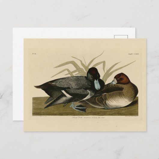 Scaup Enck (Lesser Scaup) Audubon Birds of America Postkarte (Vorne/Hinten)