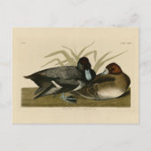 Scaup Enck (Lesser Scaup) Audubon Birds of America Postkarte (Vorderseite)