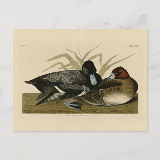 Scaup Enck (Lesser Scaup) Audubon Birds of America Postkarte (Vorderseite)