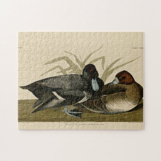 Scaup Enck (Lesser Scaup) Audubon Birds of America Puzzle (Horizontal)