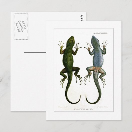 Sceloporus asper postkarte (Vorne/Hinten)