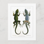 Sceloporus asper postkarte (Vorderseite)