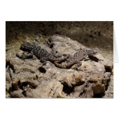 Sceloporus cyanogenes (Vorderseite (Horizontal))