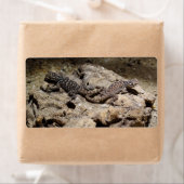 Sceloporus cyanogenes (Insitu)