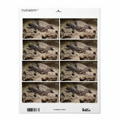 Sceloporus cyanogenes (Vorne)