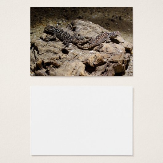 Sceloporus cyanogenes (Vorne & Hinten)