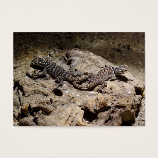 Sceloporus cyanogenes (Vorderseite)