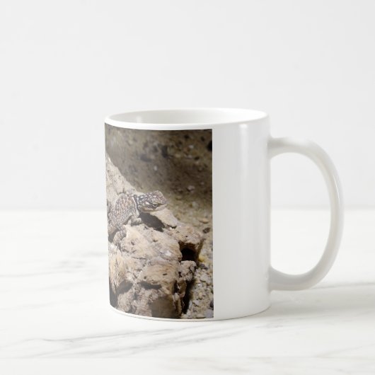 Sceloporus cyanogenes kaffeetasse (Rechts)