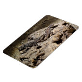 Sceloporus cyanogenes magnet (Linke Seite)